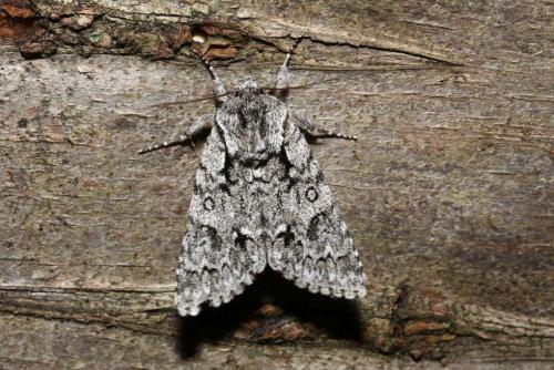 Acronicta auricoma